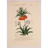 Crown Imperial  *Fritillaria imperialis* Original hand-colored engraving by Turpin, Antique Botanical Print (c.1835)
