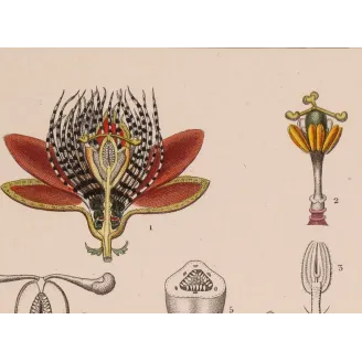 Antique Botanical Print – Pierre Jean François Turpin – Wing