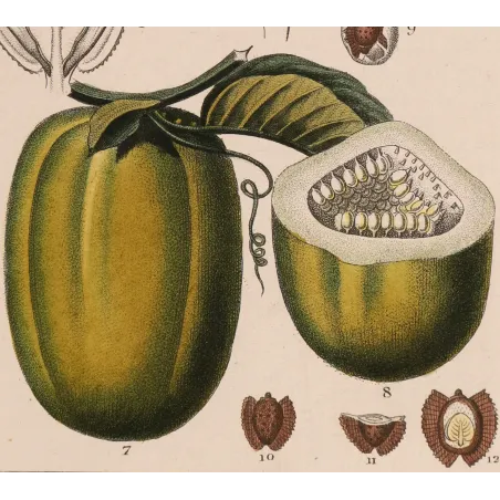 Antique Botanical Print – Pierre Jean François Turpin – Wing