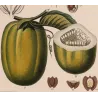 Set with 2 Wing-Stemmed Passionflower *Passiflora alata*  -  Original hand-colored engraving by Turpin, Antique Botanical Print