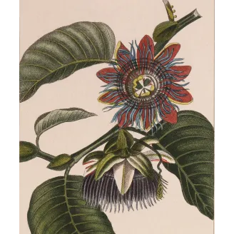 Antique Botanical Print – Pierre Jean François Turpin – Wing
