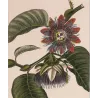 Set with 2 Wing-Stemmed Passionflower *Passiflora alata*  -  Original hand-colored engraving by Turpin, Antique Botanical Print