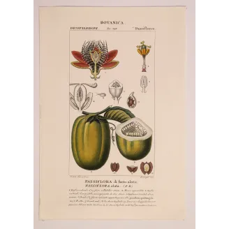 Antique Botanical Print – Pierre Jean François Turpin – Wing