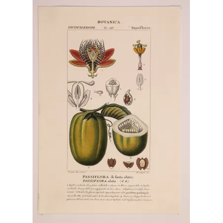 Antique Botanical Print – Pierre Jean François Turpin – Wing