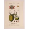 Set with 2 Wing-Stemmed Passionflower *Passiflora alata*  -  Original hand-colored engraving by Turpin, Antique Botanical Print