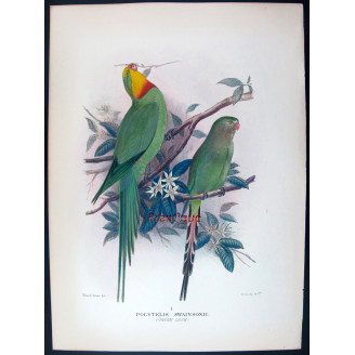 Green Rosella by Roland Green – The Birds of Australia