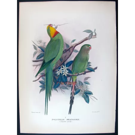 Green Rosella by Roland Green – The Birds of Australia
