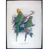Green Rosella (*Platycercus caledonicus*) – Original lithograph by Green, Mathews (1910–27)
