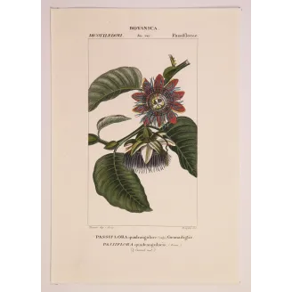 Antique Botanical Print – Pierre Jean François Turpin – Wing