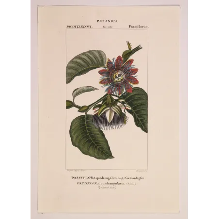 Antique Botanical Print – Pierre Jean François Turpin – Wing