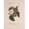 Set with 2 Wing-Stemmed Passionflower *Passiflora alata*  -  Original hand-colored engraving by Turpin, Antique Botanical Print