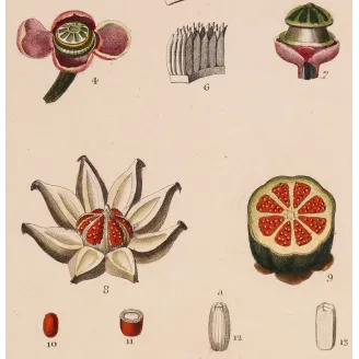 Passiflora & Clusia  Antique Tropical Flower Double Print | Prantique