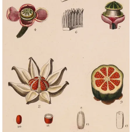 Passiflora & Clusia  Antique Tropical Flower Double Print | Prantique