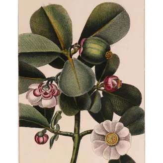 Passiflora & Clusia  Antique Tropical Flower Double Print | Prantique