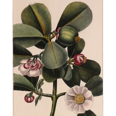 Passiflora & Clusia  Antique Tropical Flower Double Print | Prantique