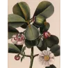 -Set with 2 -Tropical Passionflower and Clusia  *Passiflora quadrangularis* & *Clusia rosea* Turpin Antique Botanical Print