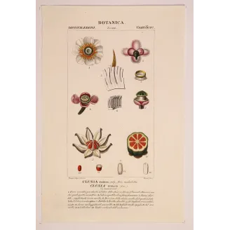 Passiflora & Clusia  Antique Tropical Flower Double Print | Prantique