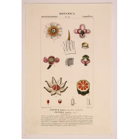 Passiflora & Clusia  Antique Tropical Flower Double Print | Prantique