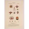 -Set with 2 -Tropical Passionflower and Clusia  *Passiflora quadrangularis* & *Clusia rosea* Turpin Antique Botanical Print