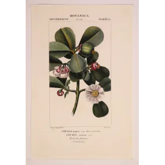 Passiflora & Clusia  Antique Tropical Flower Double Print | Prantique