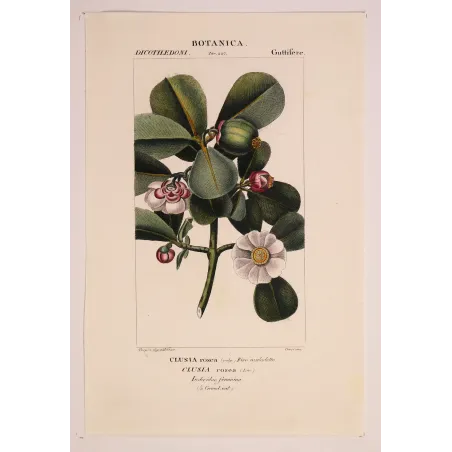 Passiflora & Clusia  Antique Tropical Flower Double Print | Prantique