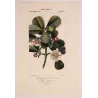 -Set with 2 -Tropical Passionflower and Clusia  *Passiflora quadrangularis* & *Clusia rosea* Turpin Antique Botanical Print