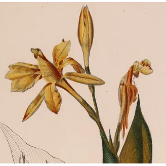 Antique Botanical Print – Pierre Jean François Turpin – Canna flaccida  *Canna flaccida* Original hand-colored engraving by Tur