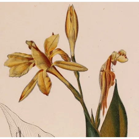 Antique Botanical Print – Pierre Jean François Turpin – Canna flaccida  *Canna flaccida* Original hand-colored engraving by Tur