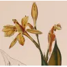 Canna flaccida  *Canna flaccida* Original hand-colored engraving by Turpin, Antique Botanical Print (c.1835)