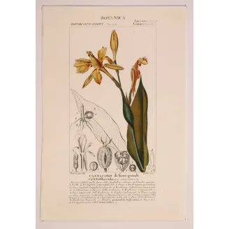 Antique Botanical Print – Pierre Jean François Turpin – Canna flaccida  *Canna flaccida* Original hand-colored engraving by Tur