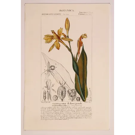 Antique Botanical Print – Pierre Jean François Turpin – Canna flaccida  *Canna flaccida* Original hand-colored engraving by Tur