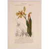 Canna flaccida  *Canna flaccida* Original hand-colored engraving by Turpin, Antique Botanical Print (c.1835)