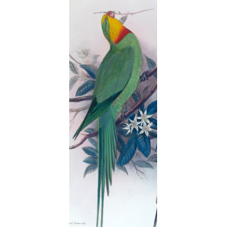 Green Rosella by Roland Green – The Birds of Australia