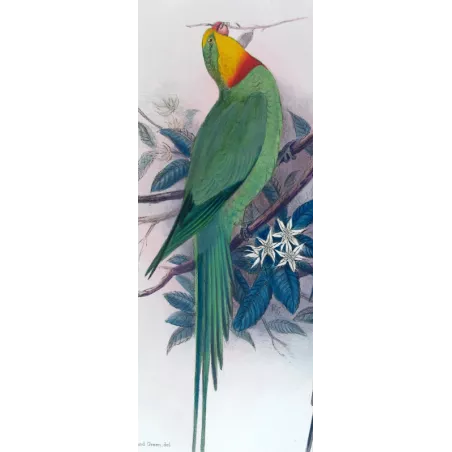 Green Rosella by Roland Green – The Birds of Australia
