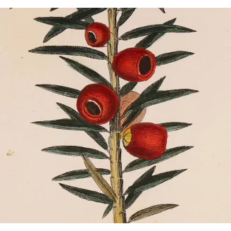 Antique Botanical Print – Pierre Jean François Turpin – European Yew  *Taxus baccata* Original hand-colored engraving by Turpin