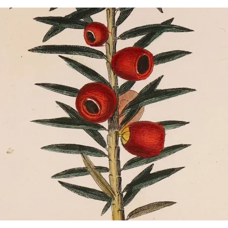 Antique Botanical Print – Pierre Jean François Turpin – European Yew  *Taxus baccata* Original hand-colored engraving by Turpin