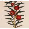 European Yew  *Taxus baccata* Original hand-colored engraving by Turpin, Antique Botanical Print (c.1835)