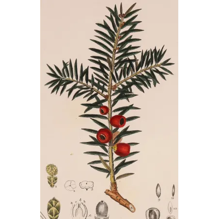 Antique Botanical Print – Pierre Jean François Turpin – European Yew  *Taxus baccata* Original hand-colored engraving by Turpin