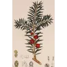 European Yew  *Taxus baccata* Original hand-colored engraving by Turpin, Antique Botanical Print (c.1835)