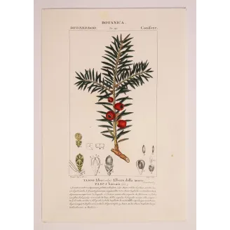 Antique Botanical Print – Pierre Jean François Turpin – European Yew  *Taxus baccata* Original hand-colored engraving by Turpin