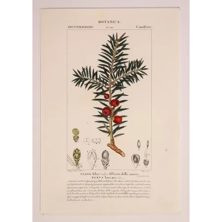 Antique Botanical Print – Pierre Jean François Turpin – European Yew  *Taxus baccata* Original hand-colored engraving by Turpin