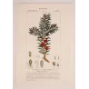 European Yew  *Taxus baccata* Original hand-colored engraving by Turpin, Antique Botanical Print (c.1835)