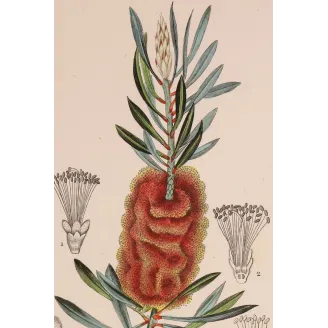 Antique Botanical Print – Pierre Jean François Turpin – Callistemon speciosus  *Metrosideros glauca* Original hand-colored engr