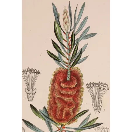 Antique Botanical Print – Pierre Jean François Turpin – Callistemon speciosus  *Metrosideros glauca* Original hand-colored engr
