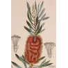Callistemon speciosus  *Metrosideros glauca* Original hand-colored engraving by Turpin, Antique Botanical Print (c.1835)