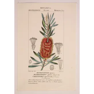 Antique Botanical Print – Pierre Jean François Turpin – Callistemon speciosus  *Metrosideros glauca* Original hand-colored engr