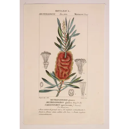 Antique Botanical Print – Pierre Jean François Turpin – Callistemon speciosus  *Metrosideros glauca* Original hand-colored engr