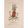 Callistemon speciosus  *Metrosideros glauca* Original hand-colored engraving by Turpin, Antique Botanical Print (c.1835)