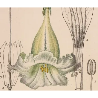 Antique Botanical Print – Pierre Jean François Turpin – Solandra grandiflora  *Solandra grandiflora* Original hand-colored engr