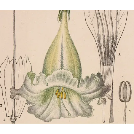 Antique Botanical Print – Pierre Jean François Turpin – Solandra grandiflora  *Solandra grandiflora* Original hand-colored engr